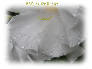 20090809b.jpg