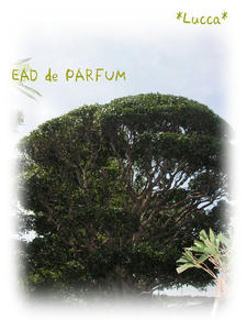 20090812.jpg