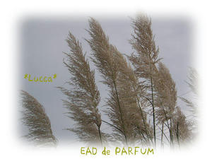 20090821a.jpg