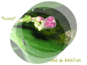 20090821b.jpg