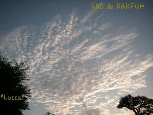20090822f.jpg