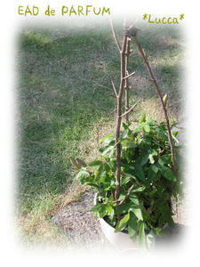 20090907.jpg