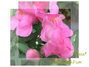 20090909d.jpg