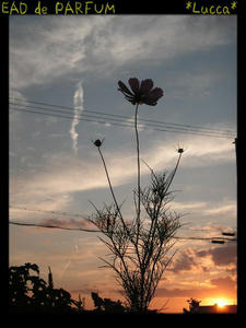 20090911b.jpg