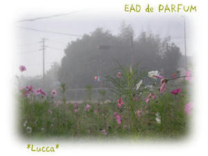 20090916b.jpg