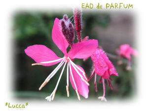 20090917a.jpg