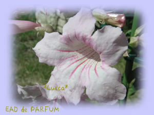20090919a.jpg