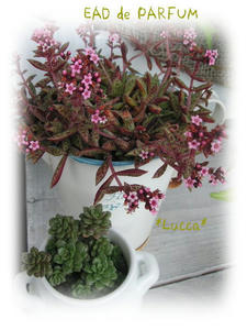 20090923.jpg