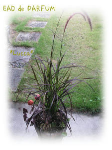 20091005b.jpg
