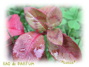 20091006a.jpg