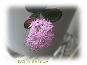 20091015b.jpg