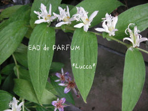 20091016.jpg