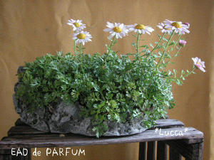 20091017a.jpg