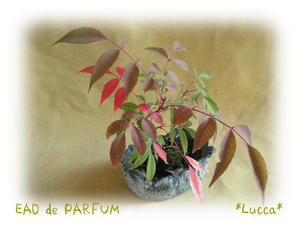 20091017c.jpg