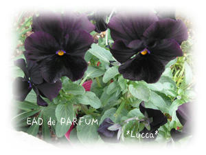 20091019g.jpg