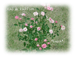 20091021a.jpg