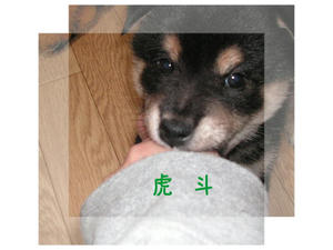 20091030c.jpg