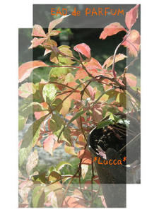 20091031a.jpg