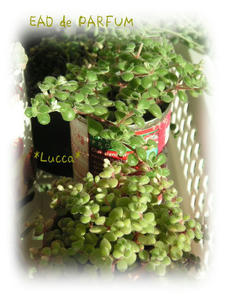 20091103a.jpg