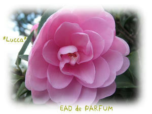 20091115f.jpg