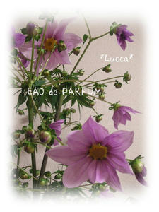 20091116a.jpg