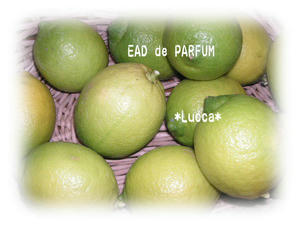 20091118c.jpg