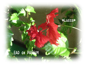 20091118a.jpg
