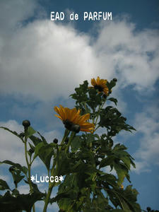 20091119b.jpg