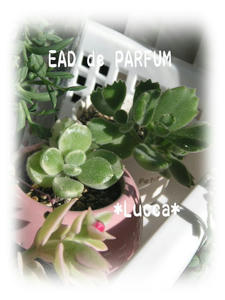 20091123e.jpg