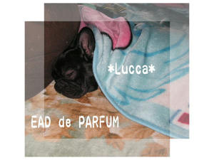 20091123j.jpg