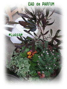 20091213f.jpg