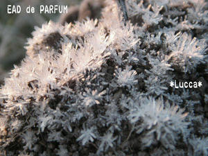 20091222b.jpg
