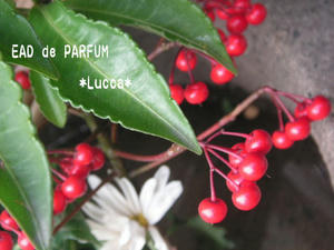 20091226c.jpg