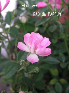 20091227c.jpg