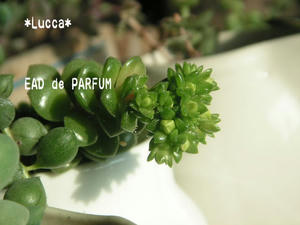 20100111b.jpg