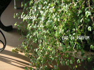20101011a.jpg