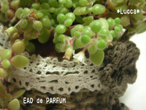 20100112c.jpg