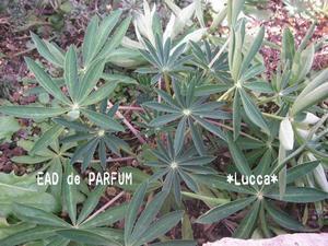 20100129a.jpg