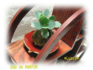 20100211a.jpg