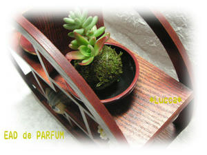 20100211b.jpg