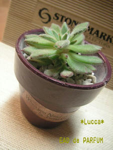 20100219a.jpg