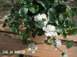 20100220a.jpg