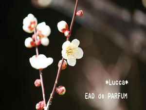20100223b.jpg