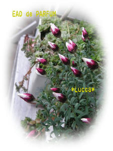 20100225d.jpg