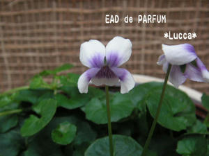 20100227e.jpg
