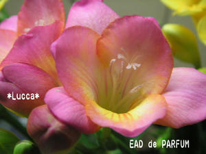 20100304b.jpg