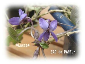20100304d.jpg