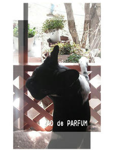 20100306f.jpg