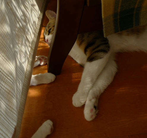 2009-5-29-1キジ白猫しゃこちゃん.JPG