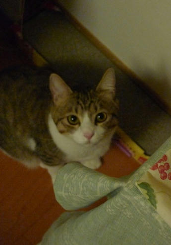 2009-5-29-2キジ白猫しゃこちゃん.JPG